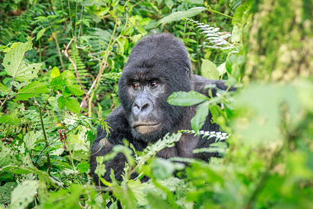 银背山大猩猩坐在树叶上国家大猩猩森林灵长类人猿动物猴子哺乳动物银背旅行背景图片