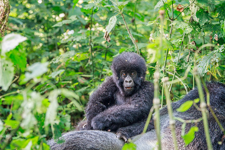 背婴带山婴大猩猩坐在银背上灵长类婴儿猴子野生动物国家濒危家庭大猿森林荒野背景