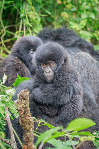 背婴带山婴大猩猩坐在树叶上家庭假期热带灵长类冒险公园食草国家猴子山地背景