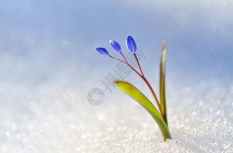 雪绵豆沙蓝色雪滴草本植物白色宏观植物花瓣活力草药植物学季节香气背景