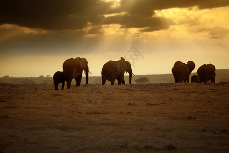大象妈妈安博塞利国家公园的大象象牙日落身体厚皮太阳野生动物獠牙天空阳光动物背景