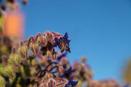 波罗海蜜蜂青向蓝天花 称为波浪花吸引蜜蜂A花园传粉者植物星花花粉背景