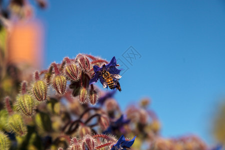 波罗海蜜蜂青向蓝天花 称为波浪花吸引蜜蜂A花园传粉者星花植物花粉背景