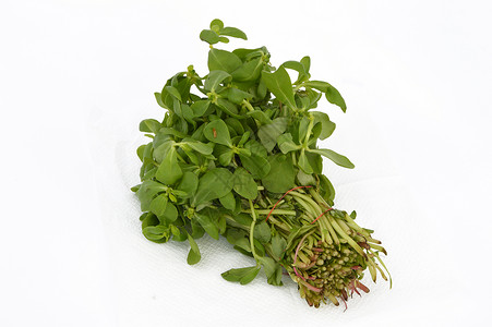 Purslane 图片纽带绿色广告食物背景图片