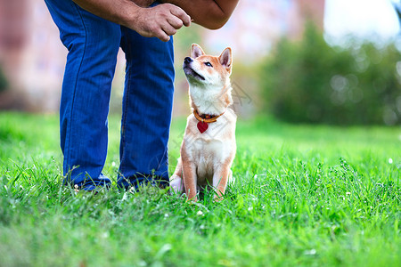 联络点与狗一起的培训学习项圈成人团结友谊犬类运动皮带训练柴犬背景