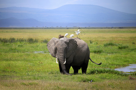 安博塞利国家公园的大象公园象牙土地树干母亲荒野动物力量风景环境背景图片