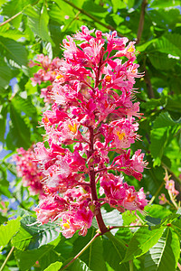 红马桃子结花花背景图片