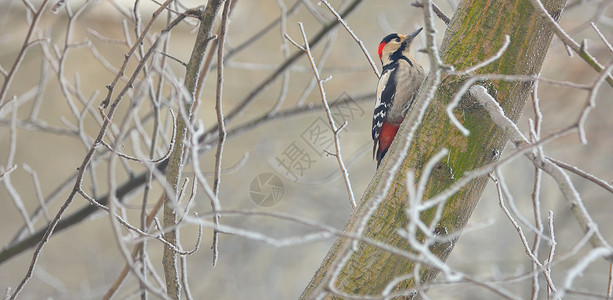 雄性大斑斑木鸟白色树冠红色女性野生动物木头森林黑色男性羽毛背景图片