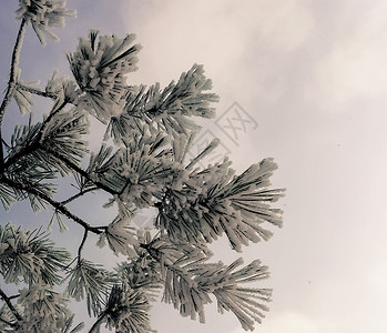 覆盖在天上的无霜的树枝季节绿色蓝色植物天空白色背景图片