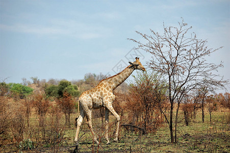 与长脖子的壮观的非洲长颈鹿哺乳动物偶数背景图片