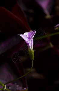 鲜花白色粉色植物紫色花园三叶草背景图片