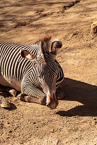 格雷夫的斑马荒野野生动物尘浴濒危动物细纹背景图片