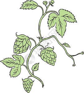 啤酒花植物攀援画墨水画线艺术品手绘手工花朵刮板酒花种子星盘背景图片