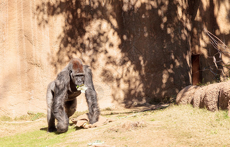 西部低地大猩猩猿猴食草动物野生动物荒野背景图片