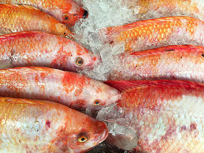 新鲜的罗非鱼 在海鲜市场上的冰面上饮食高清图片素材