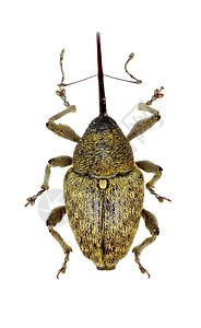 白色背景上的角兽马尔沙姆 1802年动物棕色课程橡木害虫橡子腺体鞘翅目甲虫野生动物背景图片