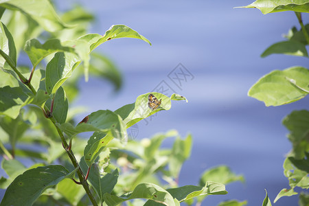 平面图野花新月翅膀动物群飞行花粉植物橙子野生动物蓝色昆虫高清图片素材