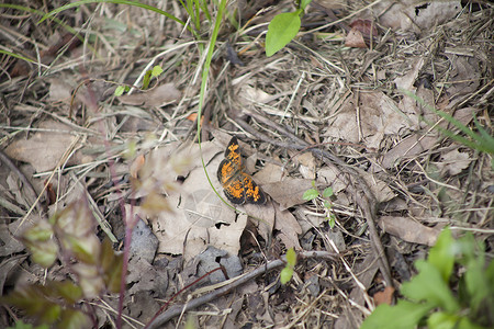 橙和黑蝴蝶野生动物花蜜蓝色橙子动物群新月翅膀昆虫花园植物自然高清图片素材