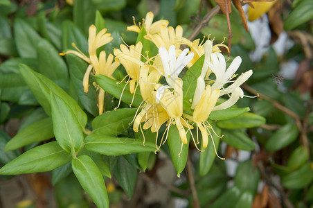 忍冬或日本蜜带黄花和白花背景