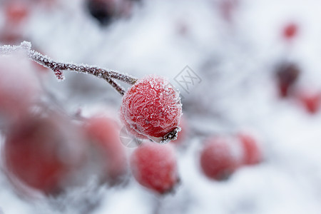 冬天雪中玫瑰花的红果子森林野蔷薇院子天空草本植物季节温度天气枝条玫瑰背景图片