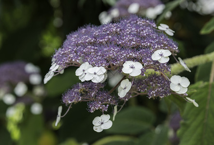 Blaumeis 光环白色紫色宏观绿色花朵花园背景图片