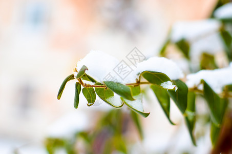 雪中绿色叶子植物磨砂光合作用森林生活季节心形天气公园木头成形高清图片素材