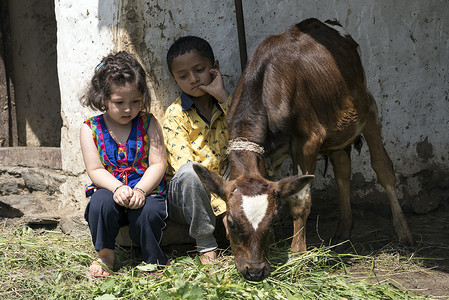 扮演奶牛的男孩女孩和男孩用草喂小牛背景
