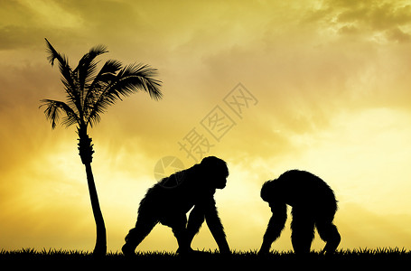 日落时黑猩猩人类历史丛林野生动物森林哺乳动物插图动物灵长类大猩猩背景图片