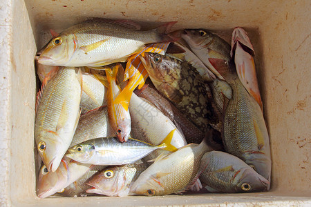 热带热带鱼类渔获量背景图片