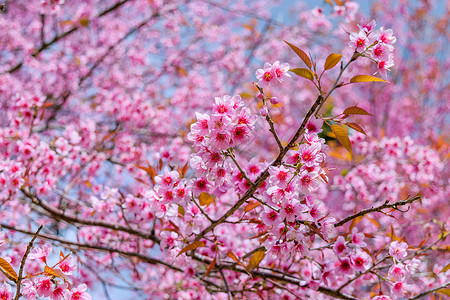 泰国樱村泰国花瓣季节樱花粉色高清图片