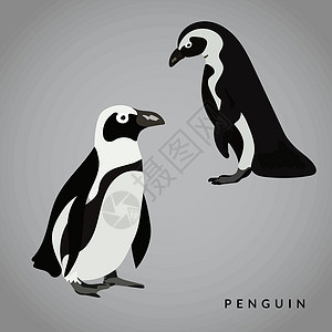 马达加斯加企鹅企鹅矢量说明插画