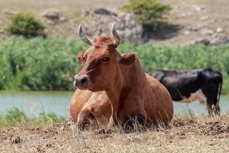 躺卧在牧草中的牛眼睛场地说谎水坑农场毛皮反刍动物乡村芦苇休息背景图片