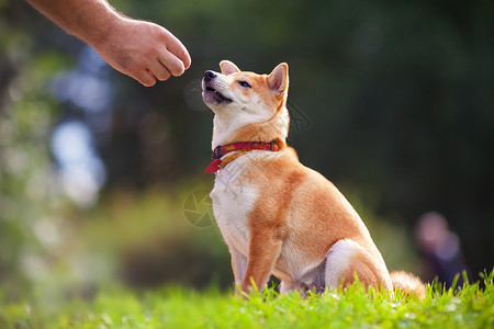 联络点与狗一起的培训动物褐色纯种狗犬类训练听力联络花园哺乳动物主题背景