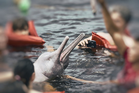 亚马逊(Br)有名的粉红海豚(Boto Rosa)背景
