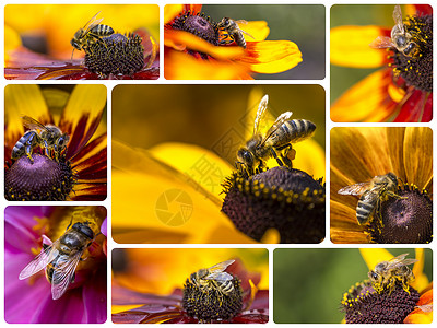 西部蜜蜂图像拼合旅行背景我的照片生物学自由花粉蜂蜜营养蜂巢昆虫雏菊漏洞传粉者背景图片