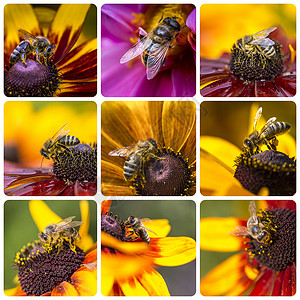 西部蜜蜂图像拼合旅行背景我的照片宏观漏洞花粉昆虫营养花蜜植物草地蜂蜜雏菊背景图片