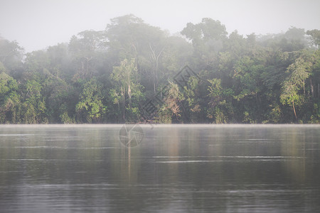亚马逊雨林 秘鲁 南美洲溪流地标绿色植物森林观光湿地天线丛林拉丁多样性美丽高清图片素材
