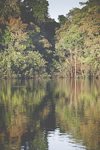 亚马逊雨林 秘鲁 南美洲森林旅行多样性盆地观光溪流地标湿地热带异国厄瓜多尔高清图片素材