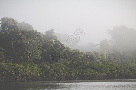 亚马逊雨林 秘鲁 南美洲丛林热带风景湿地拉丁观光城市多样性绿色植物溪流美丽高清图片素材