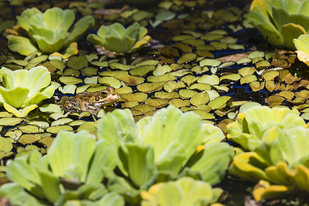 湿地绿青蛙野生动物林蛙摄影栖息地日志动物池塘公园绿色河岸国家公园高清图片素材