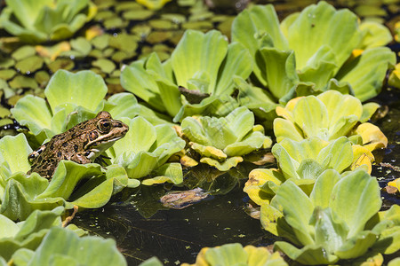 湿地绿青蛙日志亚种两栖林蛙动物野生动物环境黑蛙绿色池塘栖息地高清图片素材
