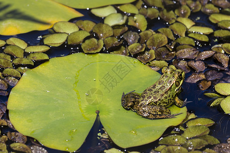 湿地绿青蛙栖息地亚种环境池塘林蛙野生动物摄影动物河岸两栖水高清图片素材