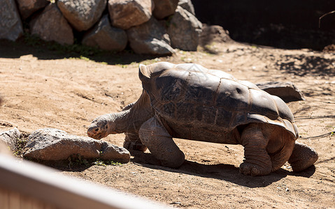 圣萨尔瓦多岛乌龟 称为黑龟疱疹爬虫龟类海龟背景图片