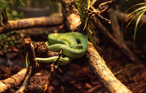 蝮蛇哥斯达黎加绿蛇高清图片