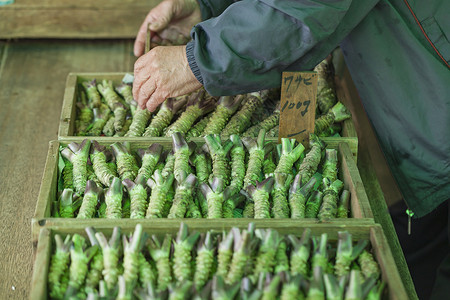 在典型的日本市场销售的Wasabi根异国蔬菜城市情调旅行调味品敷料美食店铺香料背景图片