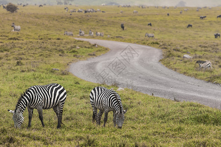 横跨路斑马坦桑尼亚Ngorongoro保护区的斑马保护条纹丘陵平原尾巴眼睛旅游动物草原旅行背景