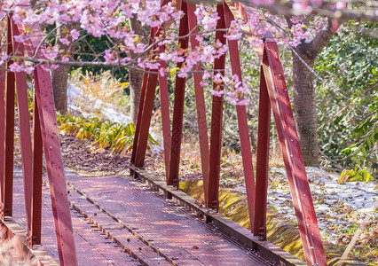 松田樱树节季节曲线公园植物群花序卡片植物节日花园花朵背景图片