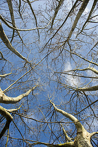 冬季的赛卡莫树蓝色植物树干梧桐天空季节性场景季节自然高清图片素材