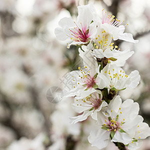 杏仁花植物学蓝色粉色水果花朵白色花园杏仁花的高清图片素材