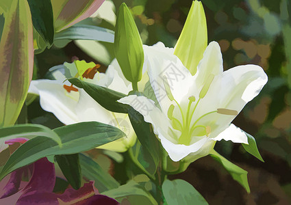 花图像花瓣白色花园叶子花束植物绿色季节背景图片